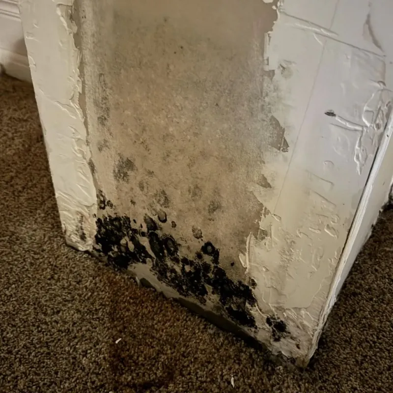 Professional Mold Removal in Danville, VA
